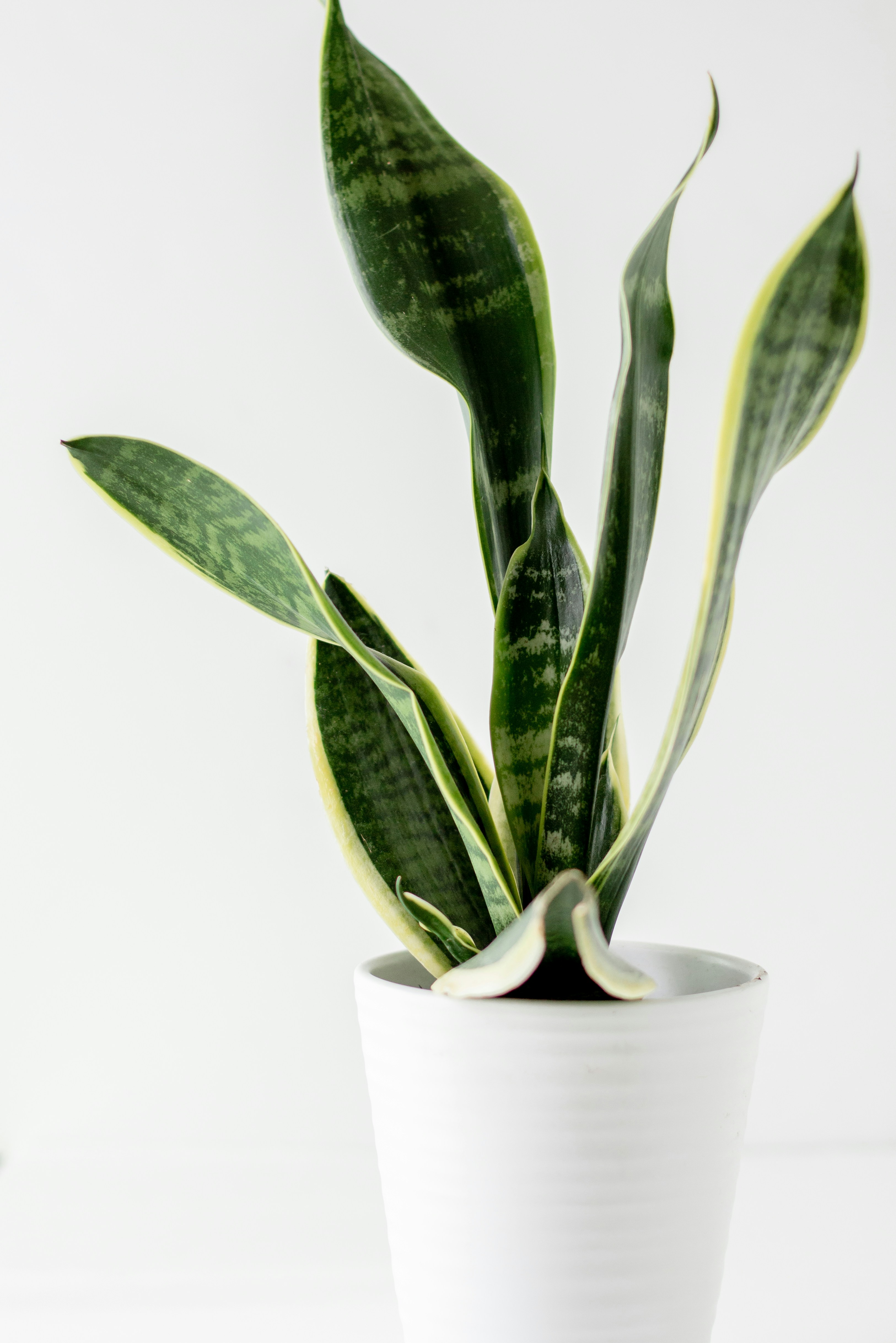 Sansevieria trifasciata